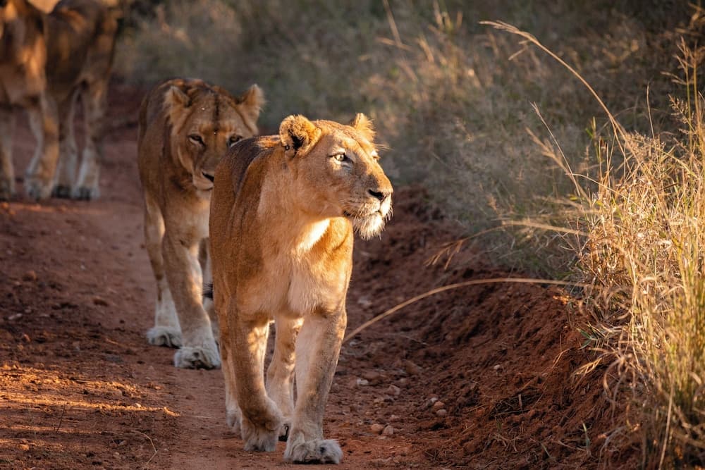 Safari
