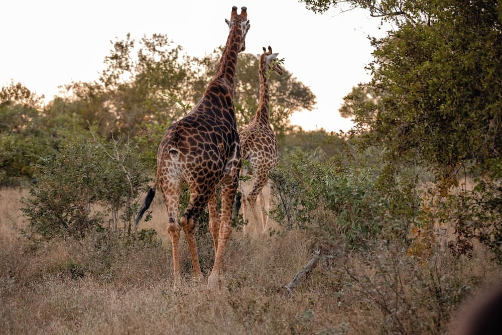 Safari