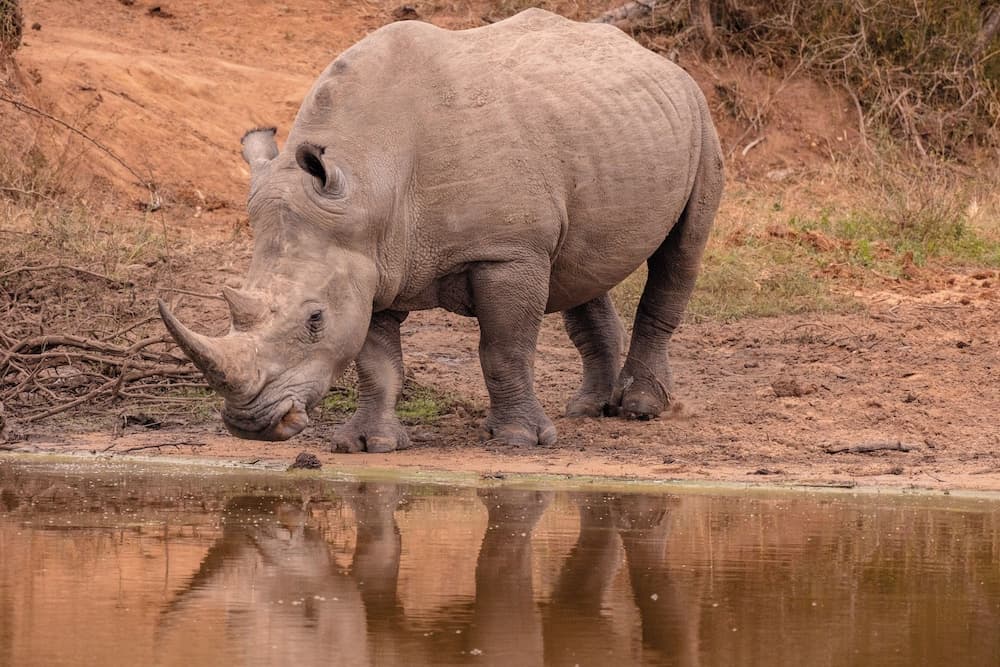 Safari