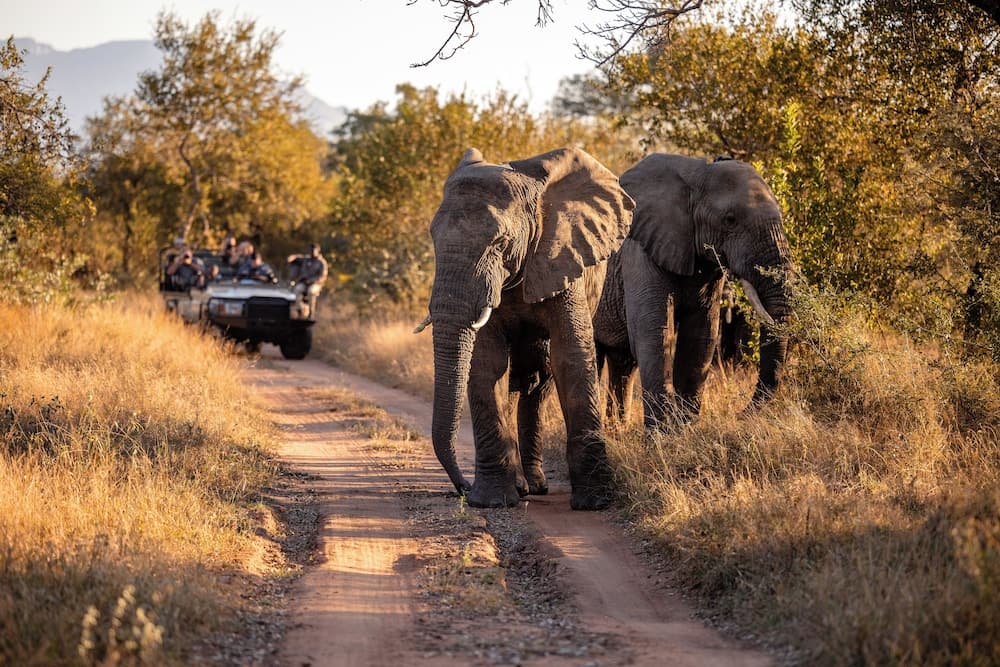 Safari