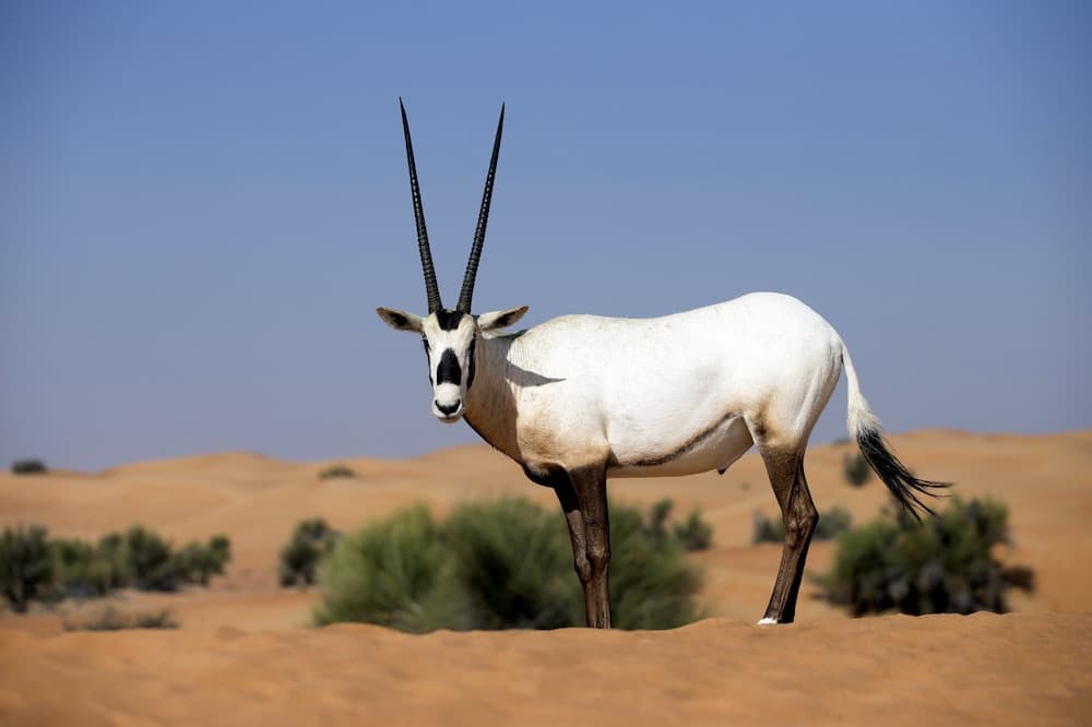 Safari