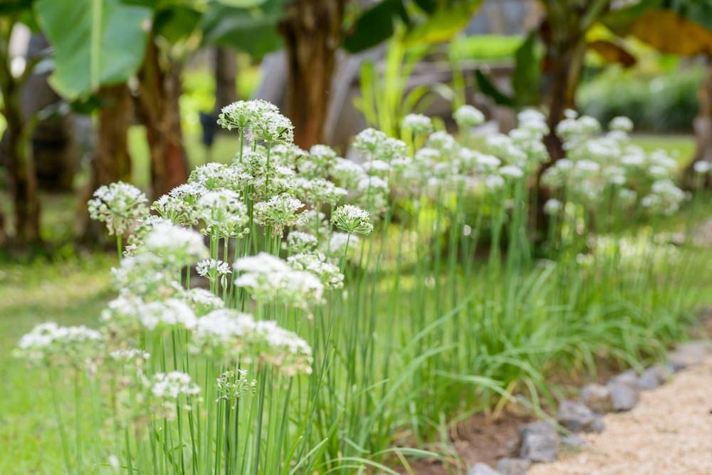 Tuin