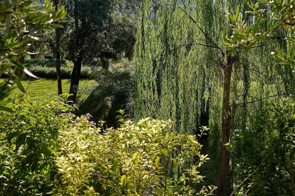 Tuin