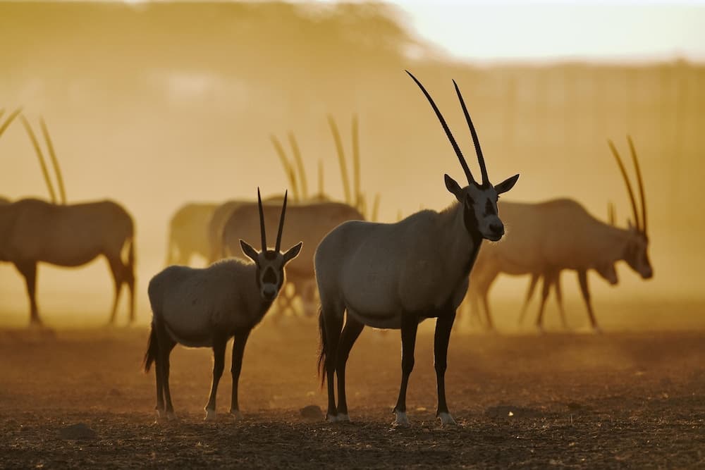 Safari